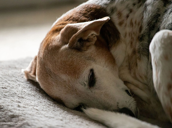 Pet Photography - Dog Close Up