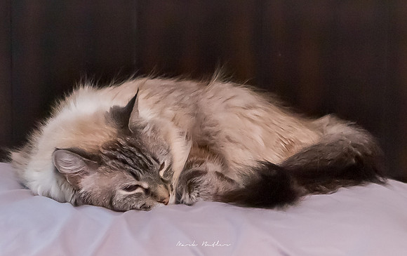 Pet Photography - Cat Resting