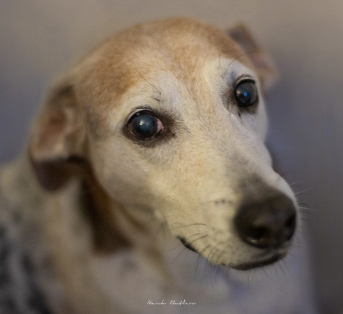 Pet Photography - Dog Posing with Smile