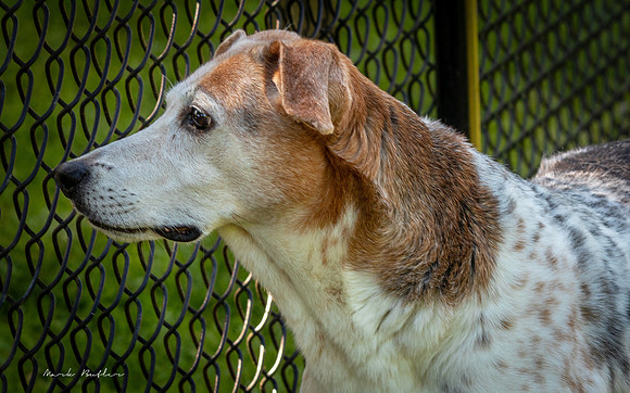 Pet Photography - Dog Looking through Fence