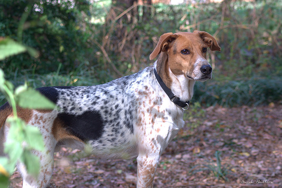 Pet Photography - Dog Hound in Woods