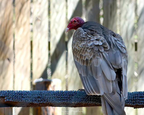 Wildlife Photography - Turkey Vulture
