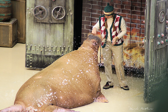 Wildlife Photography - Walrus