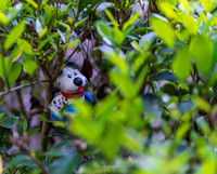 Object Photography - Lost Toy in Bush