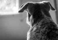 B&W Pet Photo = Dog - Looking Outside