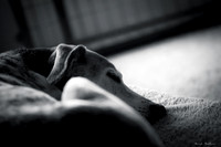 B&W Pet Photo - Dog - Seeping