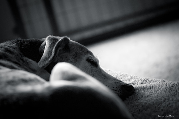 B&W Pet Photo - Dog - Seeping