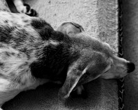 B&W Pet Photo - Dog - Resting on Pillow