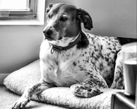 B&W Pet Photo - Dog - By the Window
