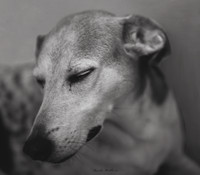 B&W Pet Photo - Dog - Looking Away