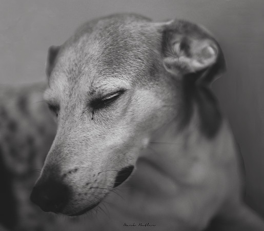 B&W Pet Photo - Dog - Looking Away