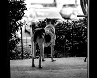 B&W Pet Photo - Dog - Looking Outside