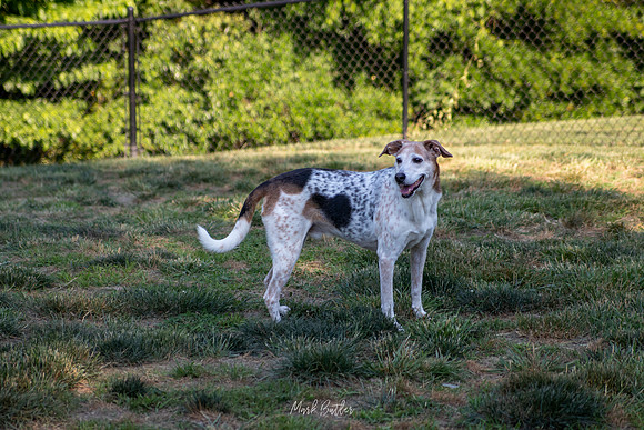 Pet Photography - Dog standing in dog park