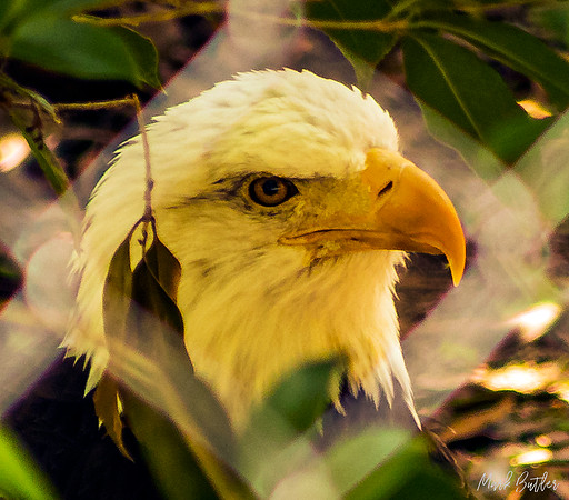 Wildlife Photography - Bald Eagle at Raptor Center