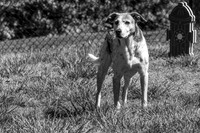 B&W Photo - Dog in yard posing