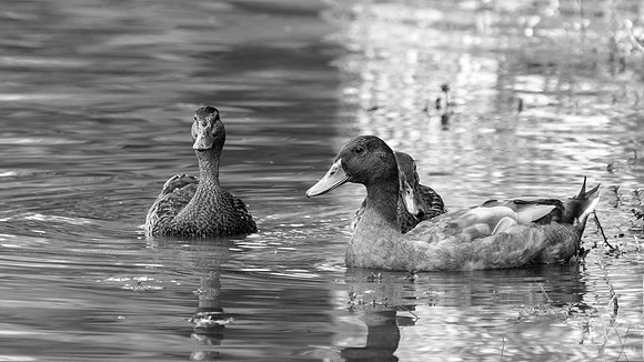 B&W Ducks in the Park