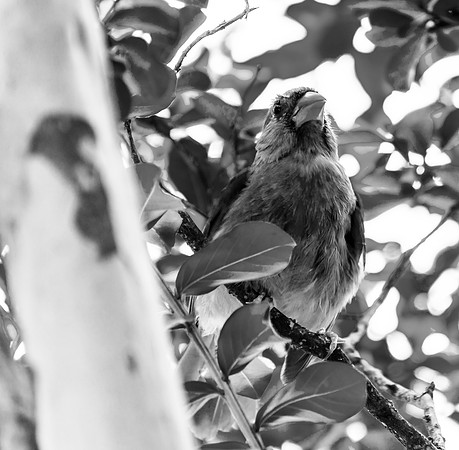 B&W Female Cardinal