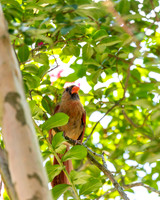 Nature Photography - Female Cardinal in Tree 2