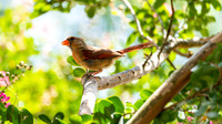 Nature Photography - Female Cardinal in Tree 4
