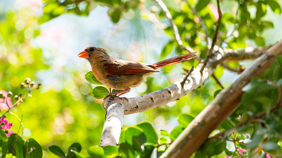 Nature Photography - Female Cardinal in Tree 4