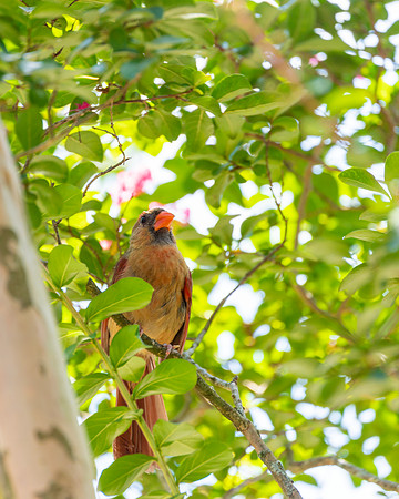 Nature Photography = Female Cardinal in Tree