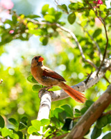 Nature Photography - Female Cardinal in Tree 3