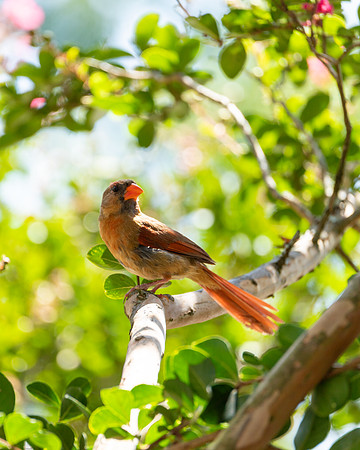 Nature Photography - Female Cardinal in Tree 3