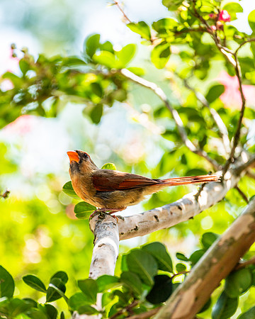 Nature Photography - Female Cardinal Posing