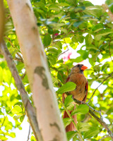 Nature Photography - Female Cardinal in Tree 5