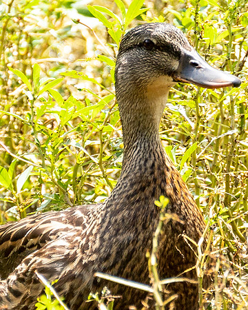 Wildlife Photography - Duck in Pond