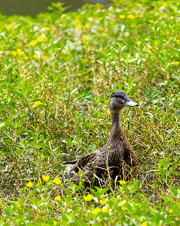 Wildlife Photography - Duck in Park