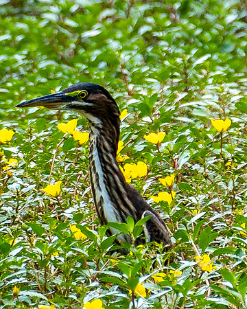Wildlife Photography = Heron in Park