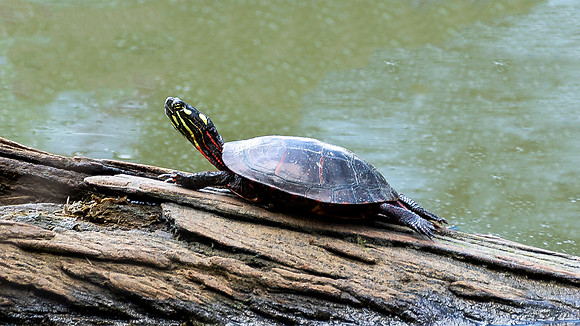 Wildlife Photography - Box Turtle in Pond