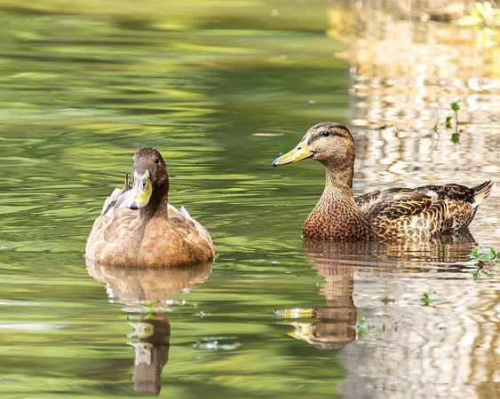 Wildlife Photography - Ducks in Pond 2