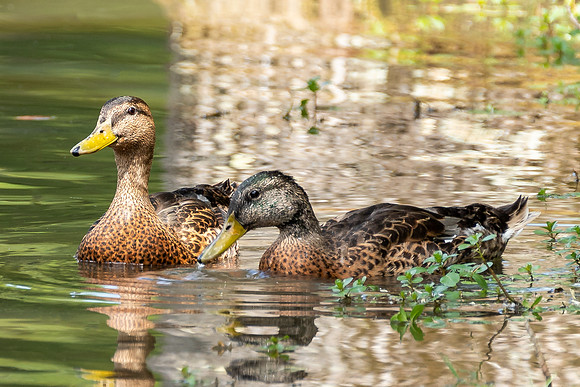 Wildlife Photography - Ducks in Pond